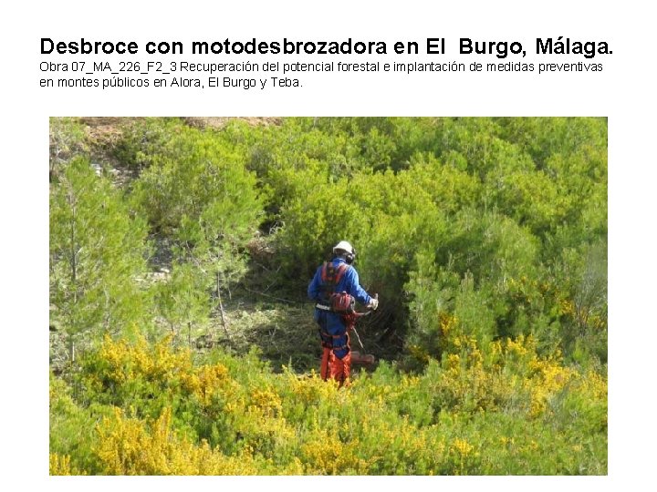 Desbroce con motodesbrozadora en El Burgo, Málaga. Obra 07_MA_226_F 2_3 Recuperación del potencial forestal Desbroce con motodesbrozadora en El Burgo, Málaga. Obra 07_MA_226_F 2_3 Recuperación del potencial forestal
