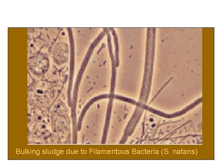 Bulking sludge due to Filamentous Bacteria (S. natans) Bulking sludge due to Filamentous Bacteria (S. natans)