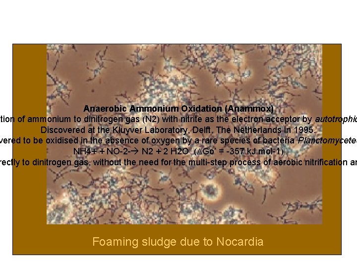 Anaerobic Ammonium Oxidation (Anammox) ation of ammonium to dinitrogen gas (N 2) with nitrite Anaerobic Ammonium Oxidation (Anammox) ation of ammonium to dinitrogen gas (N 2) with nitrite