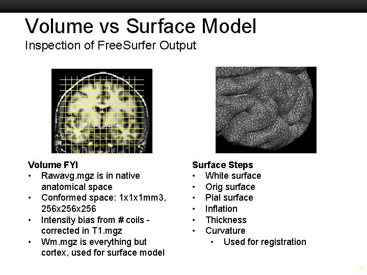 Volume vs Surface Model Inspection of Free. Surfer Output Volume FYI • Rawavg. mgz