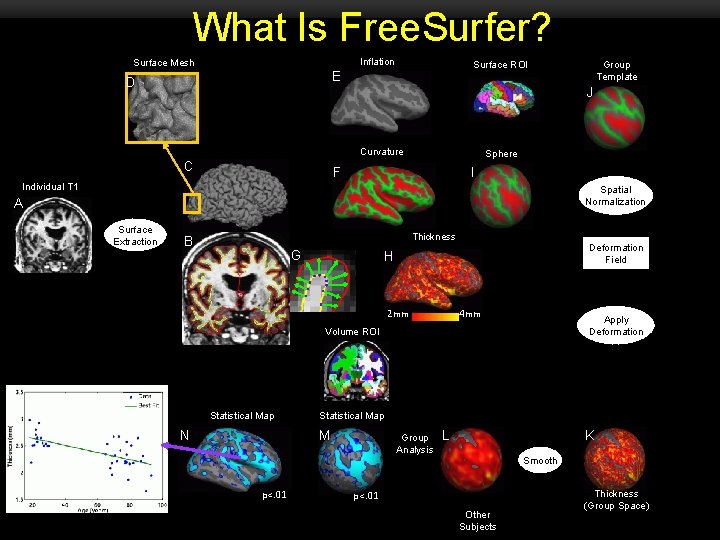 What Is Free. Surfer? Inflation Surface Mesh E D J Curvature C Sphere F