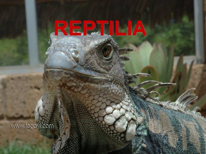 REPTILIA 