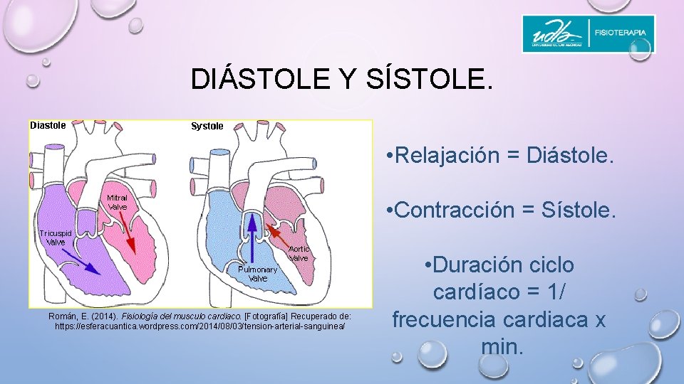 DIÁSTOLE Y SÍSTOLE. • Relajación = Diástole. • Contracción = Sístole. Román, E. (2014).
