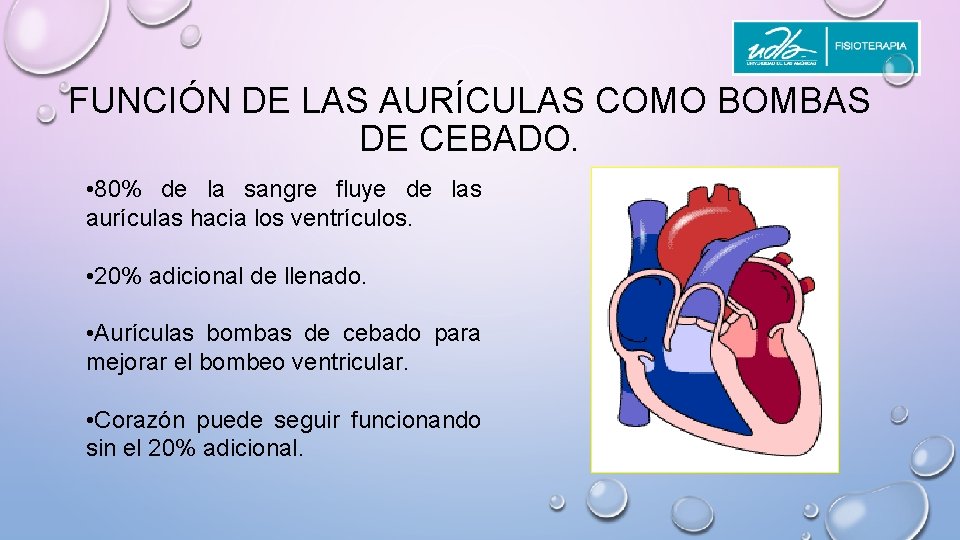 FUNCIÓN DE LAS AURÍCULAS COMO BOMBAS DE CEBADO. • 80% de la sangre fluye