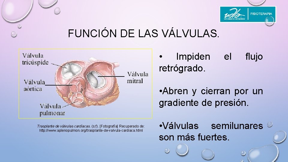 FUNCIÓN DE LAS VÁLVULAS. • Impiden retrógrado. el flujo • Abren y cierran por