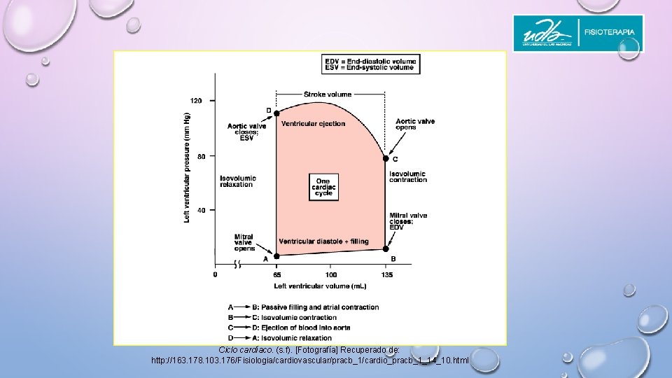 Ciclo cardíaco. (s. f). [Fotografía] Recuperado de: http: //163. 178. 103. 176/Fisiologia/cardiovascular/pracb_1/cardio_pracb_1_14_10. html 