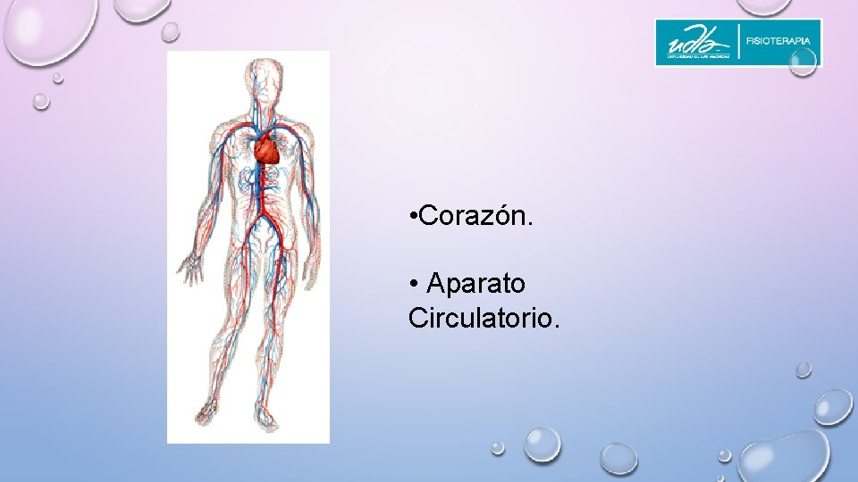  • Corazón. • Aparato Circulatorio. 