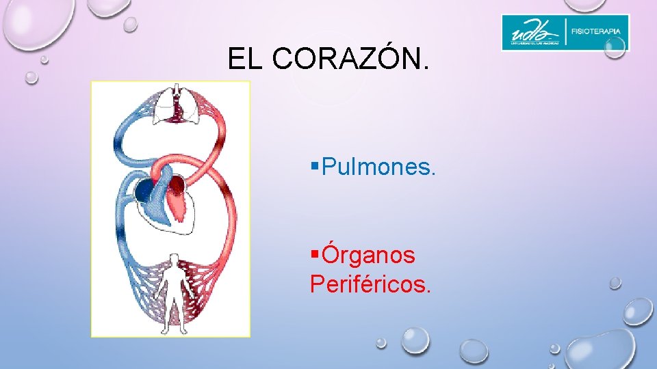 EL CORAZÓN. §Pulmones. §Órganos Periféricos. 