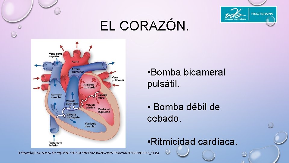 EL CORAZÓN. • Bomba bicameral pulsátil. • Bomba débil de cebado. • Ritmicidad cardíaca.