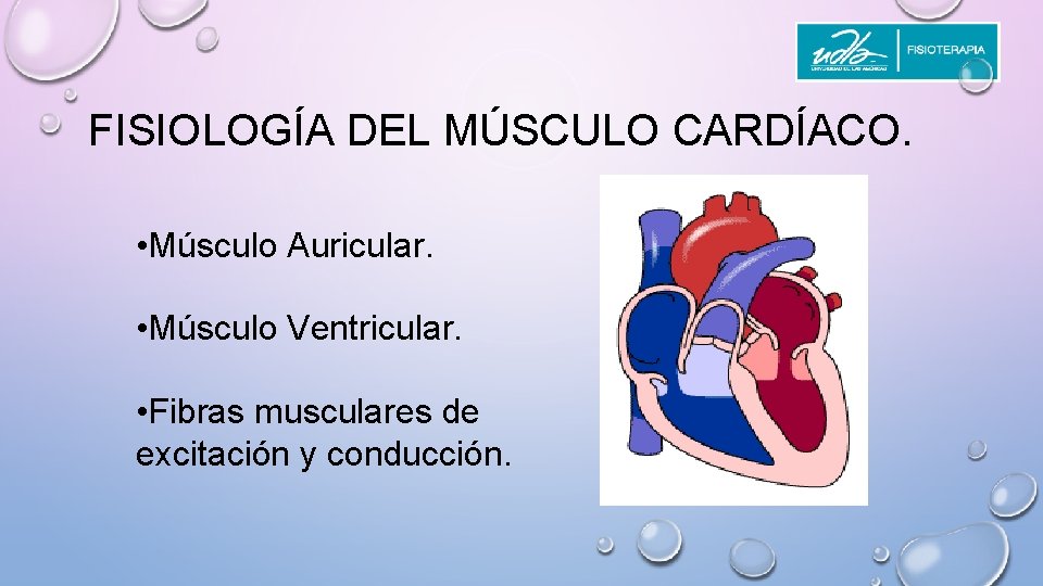 FISIOLOGÍA DEL MÚSCULO CARDÍACO. • Músculo Auricular. • Músculo Ventricular. • Fibras musculares de