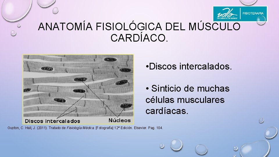 ANATOMÍA FISIOLÓGICA DEL MÚSCULO CARDÍACO. • Discos intercalados. • Sinticio de muchas células musculares