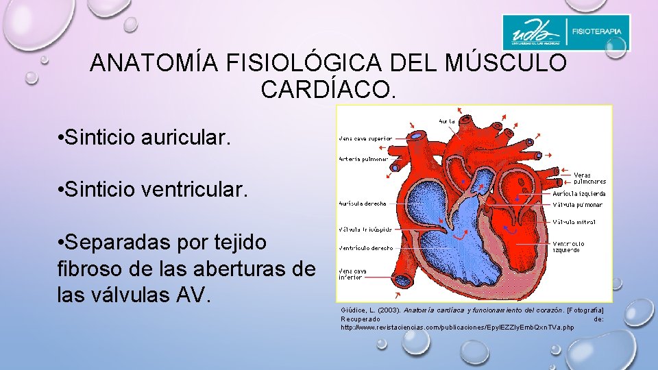 ANATOMÍA FISIOLÓGICA DEL MÚSCULO CARDÍACO. • Sinticio auricular. • Sinticio ventricular. • Separadas por