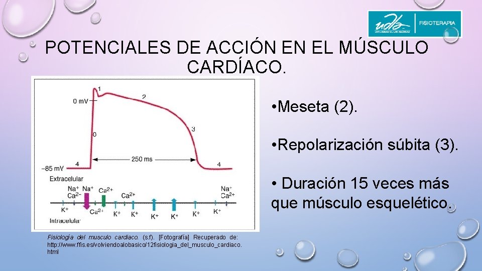 POTENCIALES DE ACCIÓN EN EL MÚSCULO CARDÍACO. • Meseta (2). • Repolarización súbita (3).