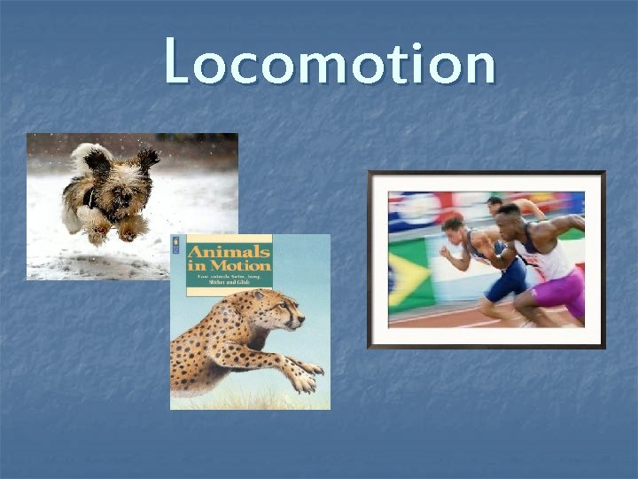 Locomotion 