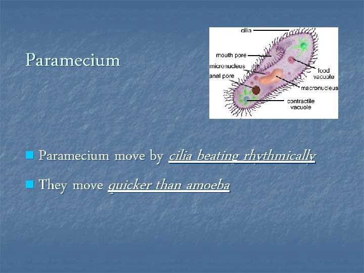 Paramecium cilia beating rhythmically n They move quicker than amoeba n Paramecium move by