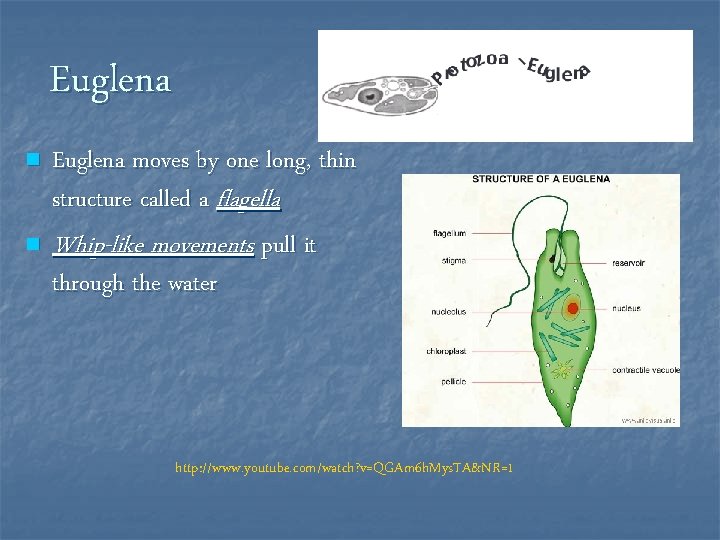 Euglena n n Euglena moves by one long, thin structure called a flagella Whip-like