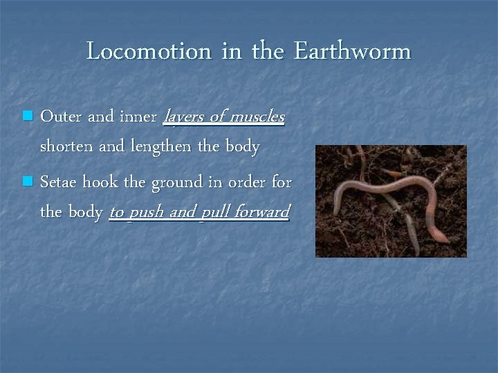 Locomotion in the Earthworm Outer and inner layers of muscles shorten and lengthen the