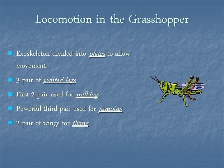 Locomotion in the Grasshopper n n n Exoskeleton divided into plates to allow movement