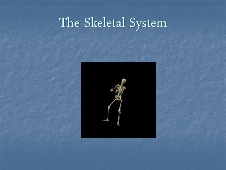 The Skeletal System 