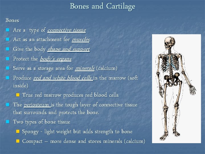 Bones and Cartilage Bones n Are a type of connective tissue n Act as
