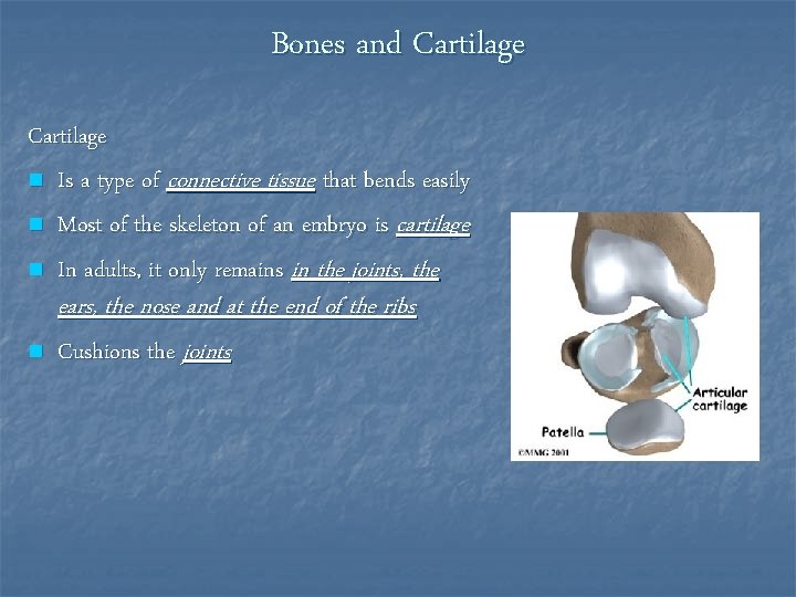 Bones and Cartilage n Is a type of connective tissue that bends easily n