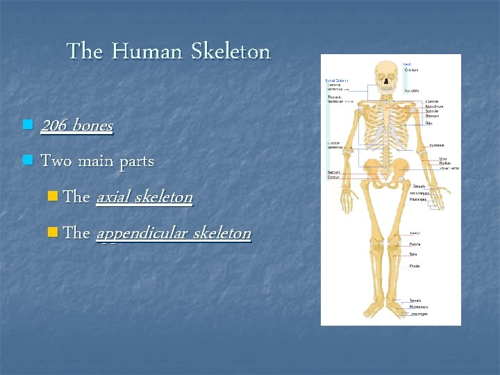 The Human Skeleton n 206 bones n Two main parts n The axial skeleton