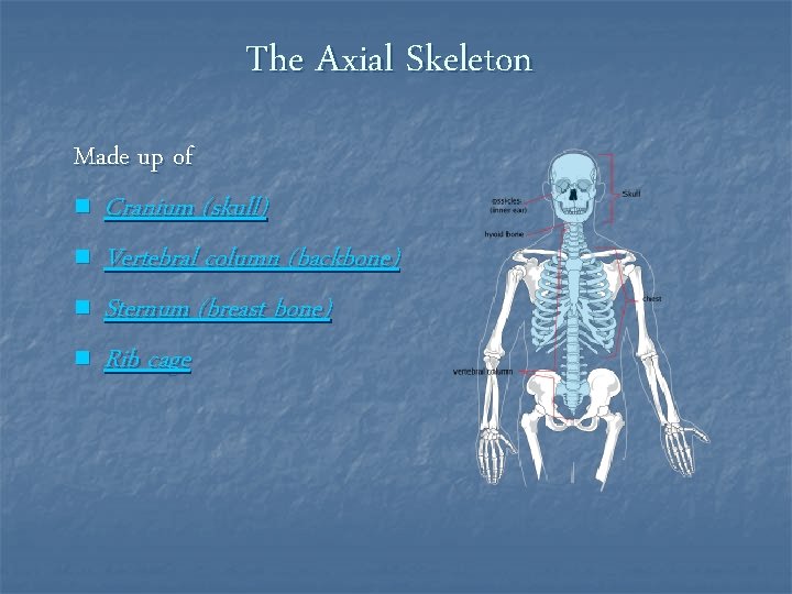 The Axial Skeleton Made up of n n Cranium (skull) Vertebral column (backbone) Sternum