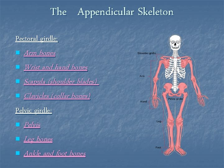 The Appendicular Skeleton Pectoral girdle: n n Arm bones Wrist and hand bones Scapula