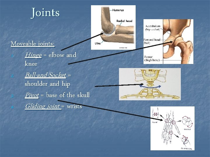 Joints Moveable joints: 1. Hinge = elbow and knee 2. Ball-and-Socket = shoulder and