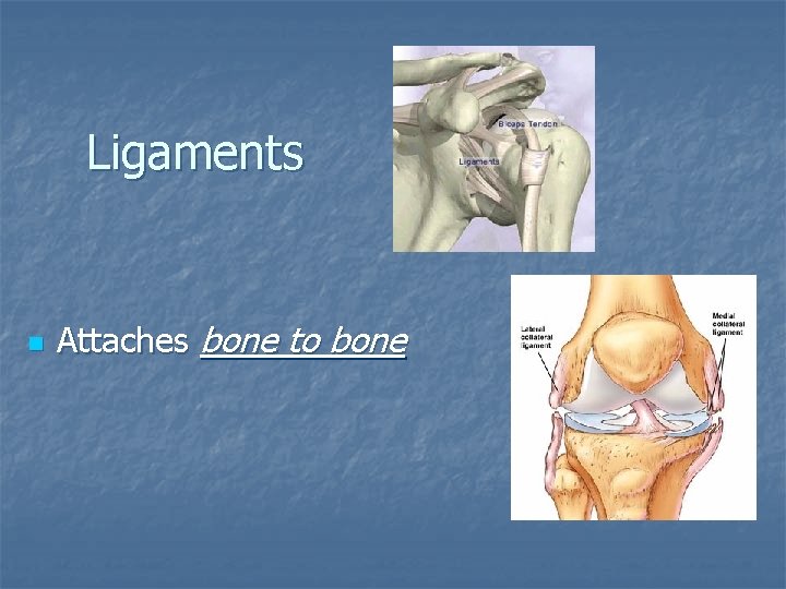 Ligaments n Attaches bone to bone 