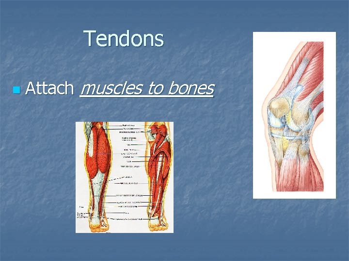 Tendons n Attach muscles to bones 