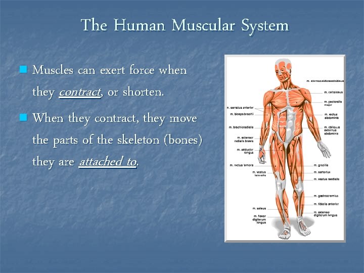 The Human Muscular System Muscles can exert force when they contract, or shorten. n