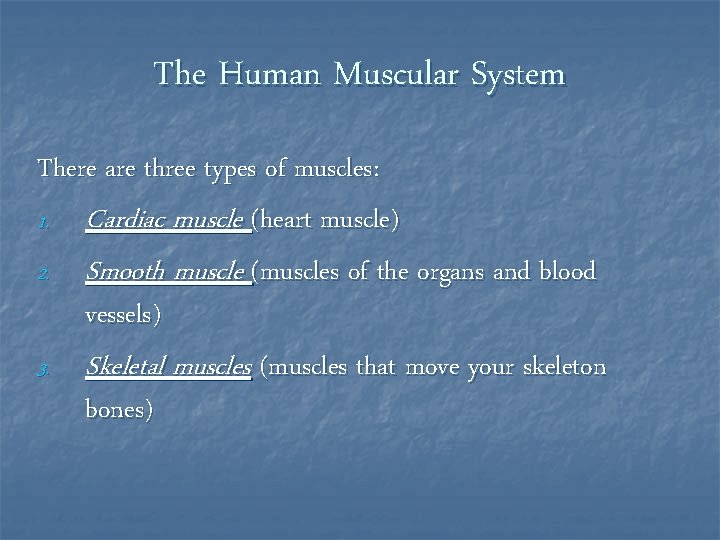 The Human Muscular System There are three types of muscles: 1. Cardiac muscle (heart