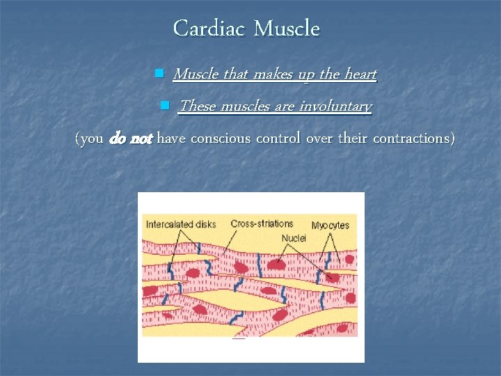 Cardiac Muscle that makes up the heart n These muscles are involuntary n (you
