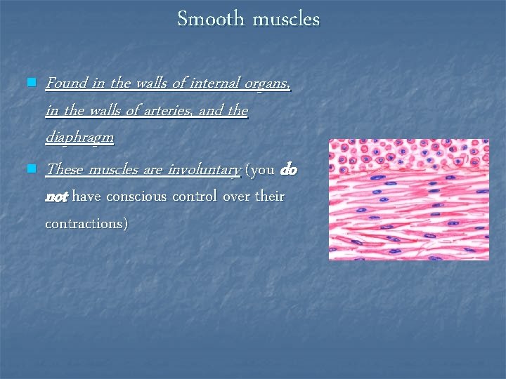 Smooth muscles n n Found in the walls of internal organs, in the walls