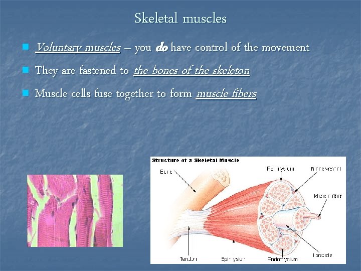 Skeletal muscles n n n Voluntary muscles – you do have control of the