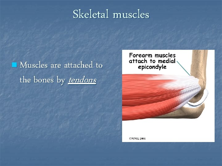 Skeletal muscles n Muscles are attached to the bones by tendons 