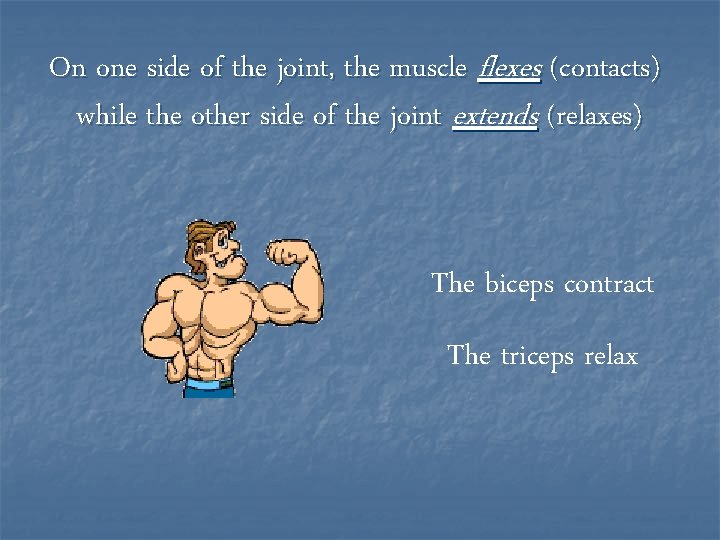 On one side of the joint, the muscle flexes (contacts) while the other side