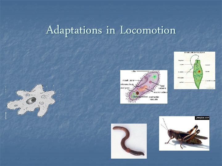 Adaptations in Locomotion 