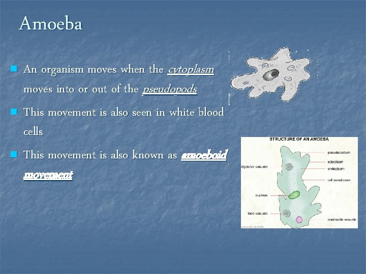 Amoeba n n n An organism moves when the cytoplasm moves into or out