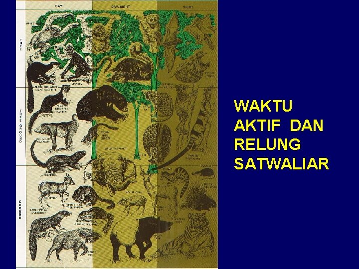 WAKTU AKTIF DAN RELUNG SATWALIAR 