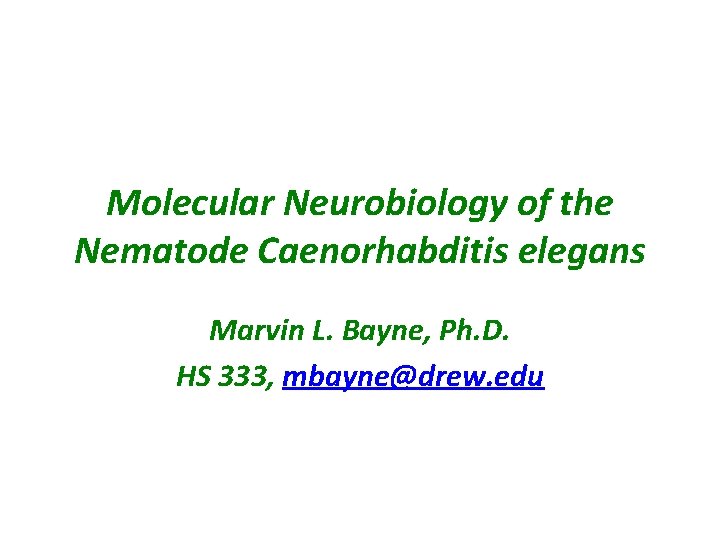 Molecular Neurobiology of the Nematode Caenorhabditis elegans Marvin L. Bayne, Ph. D. HS 333,
