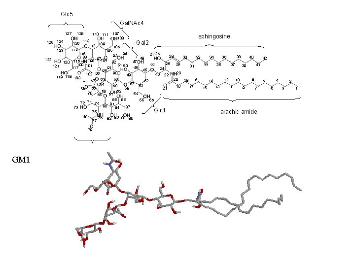 Glc 5 Gal. NAc 4 127 125 124 128 126 110 111 113 112