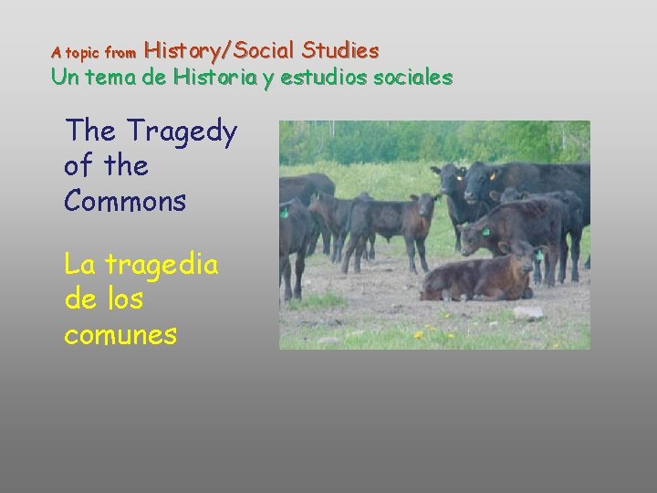 History/Social Studies Un tema de Historia y estudios sociales A topic from The Tragedy History/Social Studies Un tema de Historia y estudios sociales A topic from The Tragedy