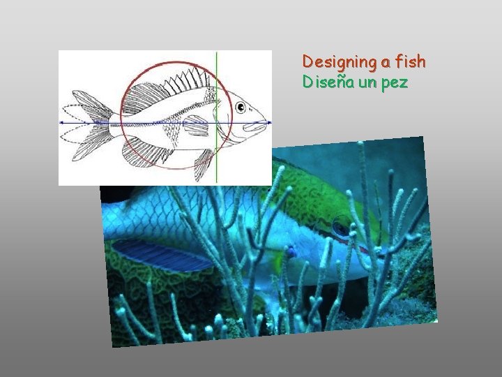 Designing a fish Diseña un pez Designing a fish Diseña un pez