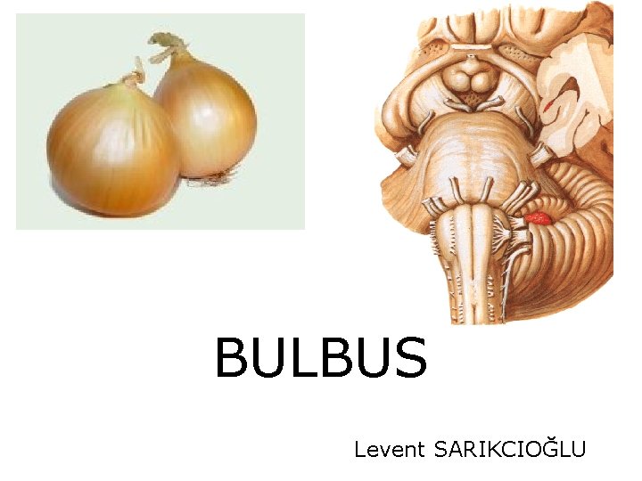 BULBUS Levent SARIKCIOĞLU 