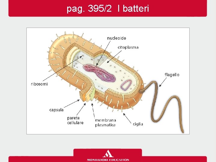 pag. 395/2 I batteri 