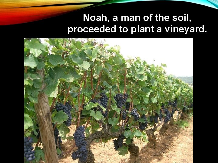 Noah, a man of the soil, proceeded to plant a vineyard. 