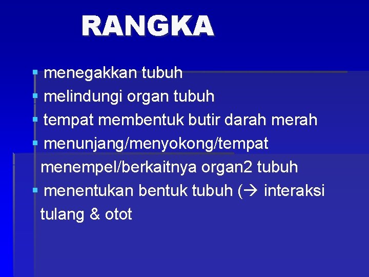 RANGKA § menegakkan tubuh § melindungi organ tubuh § tempat membentuk butir darah merah