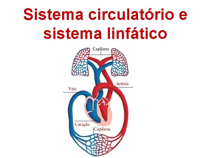 Sistema circulatório e sistema linfático 